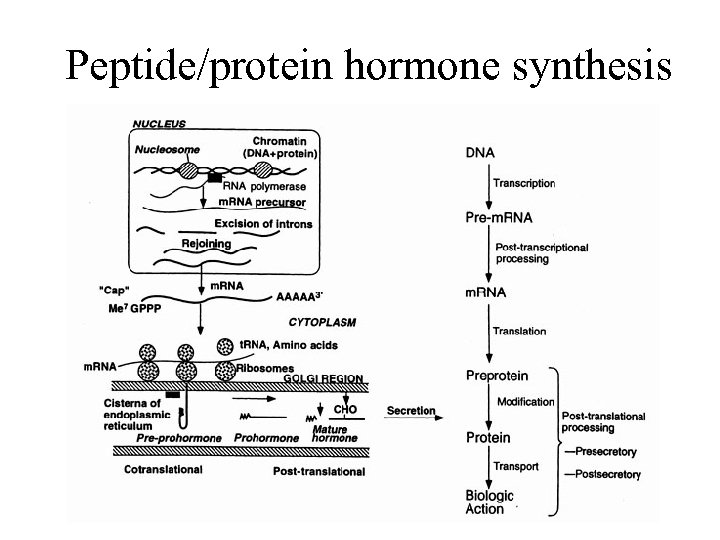 Peptide/protein hormone synthesis 