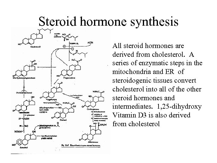 Steroid hormone synthesis All steroid hormones are derived from cholesterol. A series of enzymatic