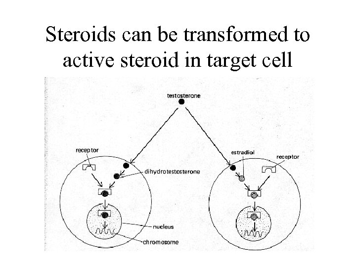 Steroids can be transformed to active steroid in target cell 