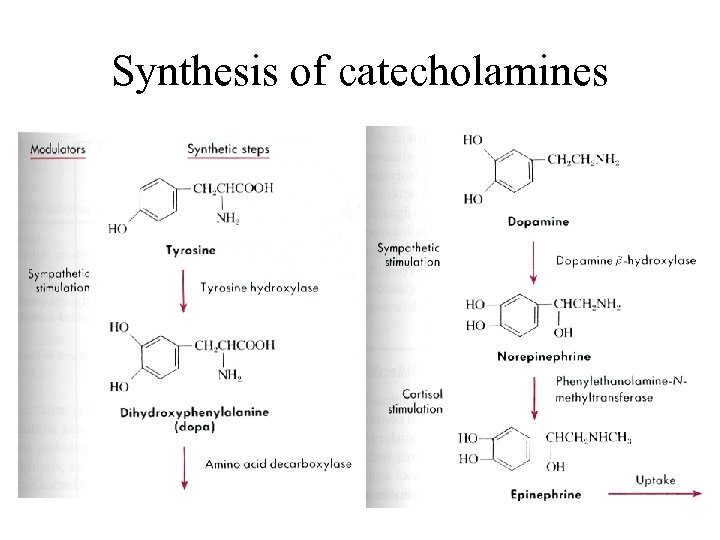 Synthesis of catecholamines 