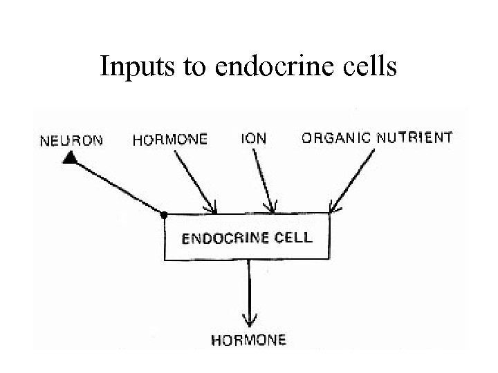 Inputs to endocrine cells 