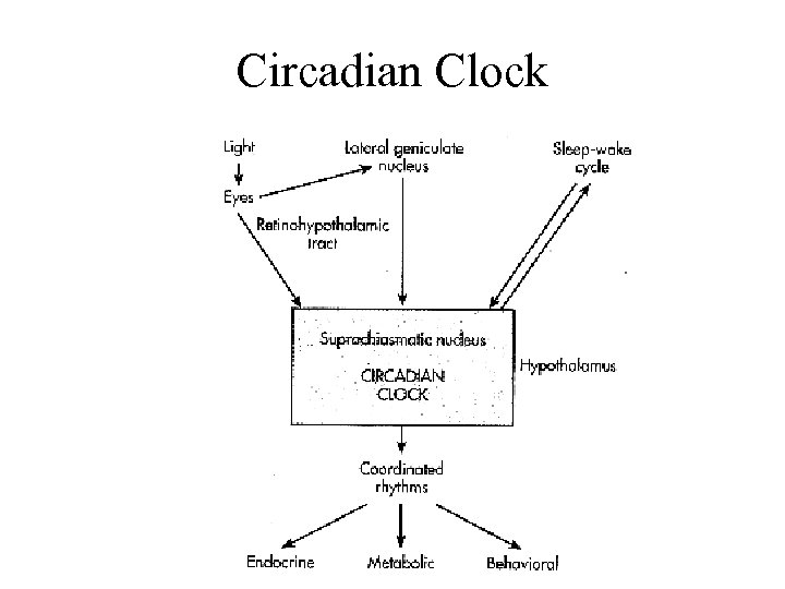 Circadian Clock 