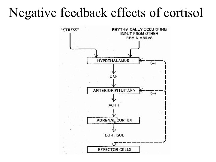 Negative feedback effects of cortisol 