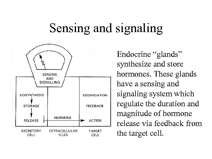 Sensing and signaling Endocrine “glands” synthesize and store hormones. These glands have a sensing