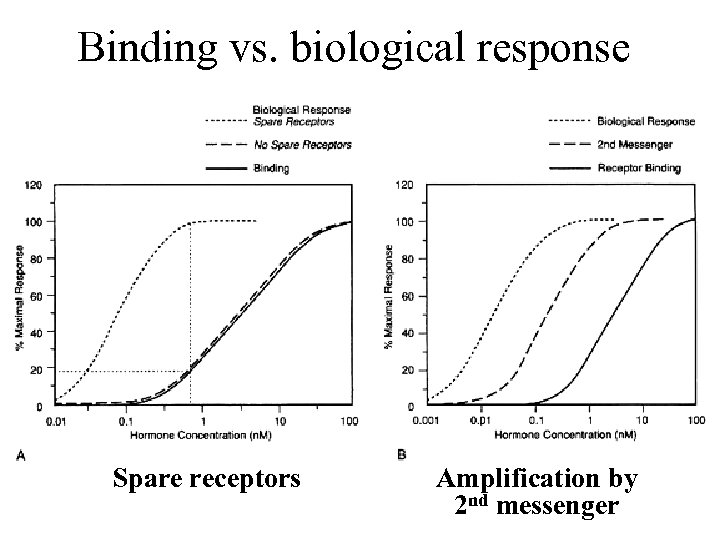 Binding vs. biological response Spare receptors Amplification by 2 nd messenger 