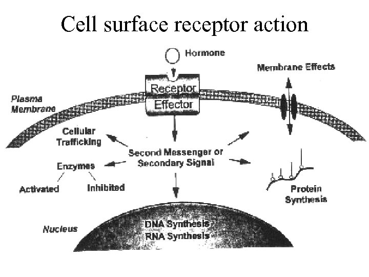 Cell surface receptor action 