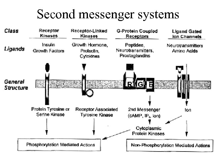 Second messenger systems 