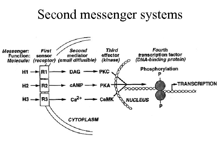 Second messenger systems 