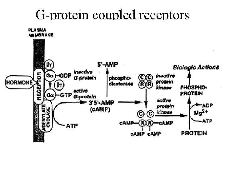 G-protein coupled receptors 