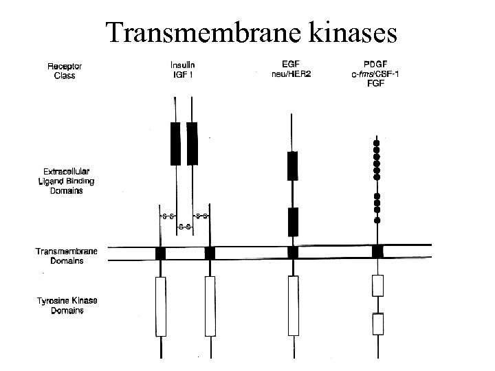 Transmembrane kinases 