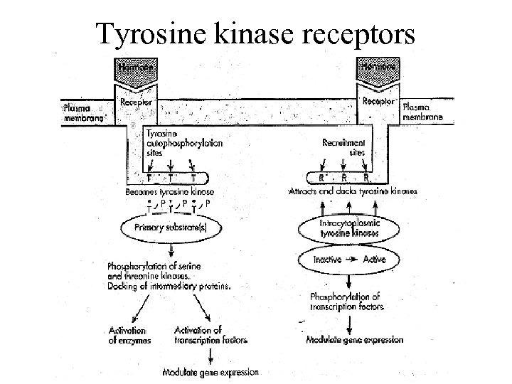 Tyrosine kinase receptors 