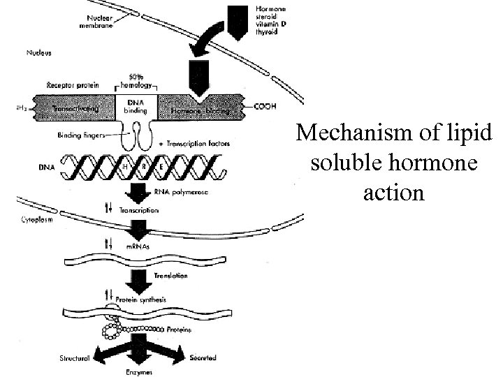 Mechanism of lipid soluble hormone action 