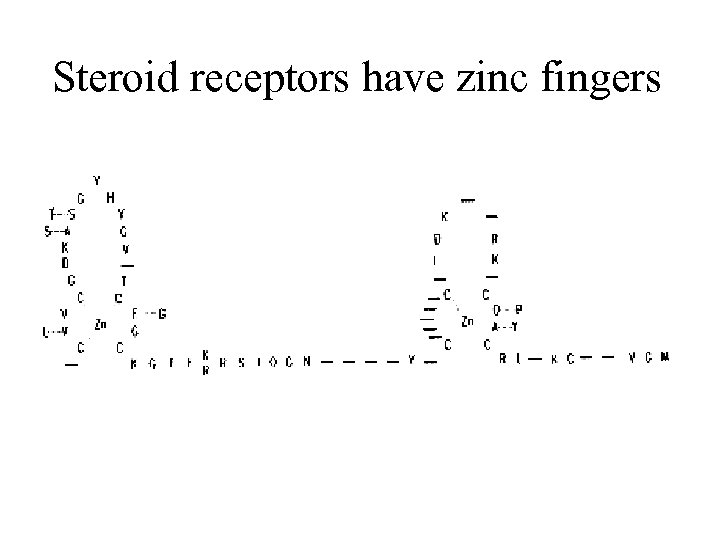 Steroid receptors have zinc fingers 