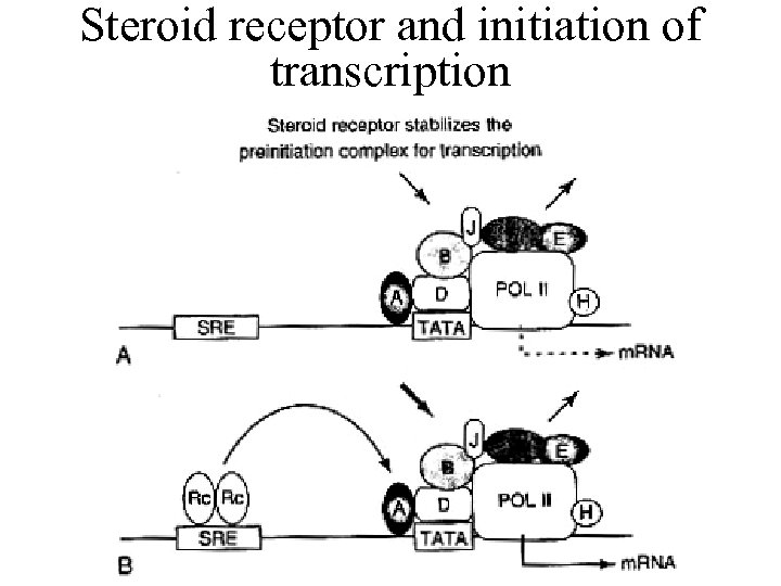 Steroid receptor and initiation of transcription 