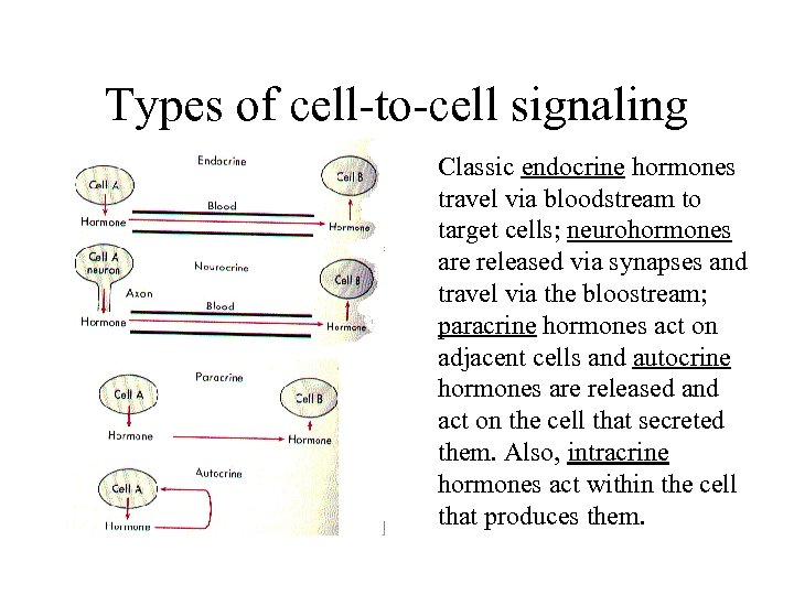 Types of cell-to-cell signaling Classic endocrine hormones travel via bloodstream to target cells; neurohormones