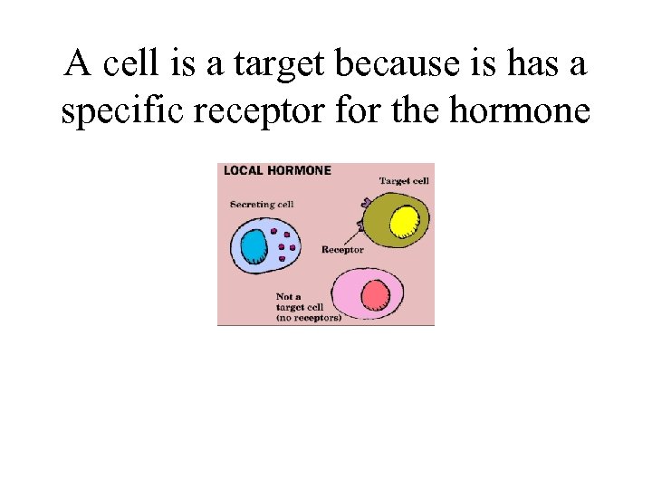 A cell is a target because is has a specific receptor for the hormone