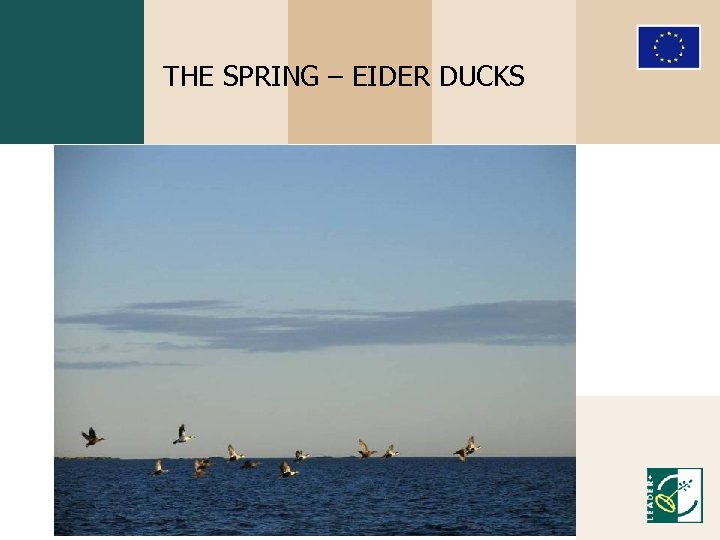 THE SPRING – EIDER DUCKS 