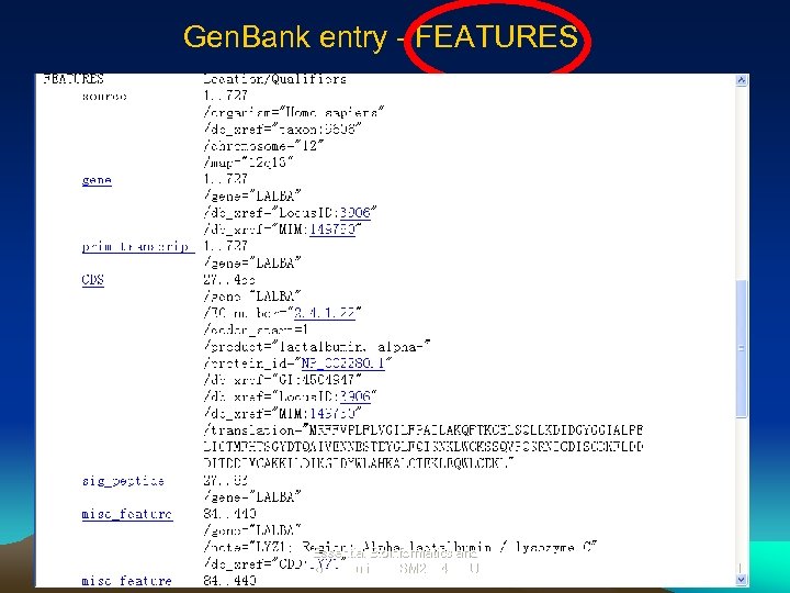 Gen. Bank entry - FEATURES Essential Bioinformatics and Biocomputing (LSM 2104), NUS 21 
