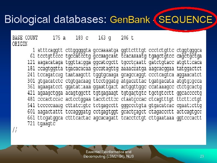 Biological databases: Gen. Bank - SEQUENCE Essential Bioinformatics and Biocomputing (LSM 2104), NUS 23