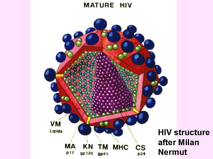HIV structure after Milan Nermut 