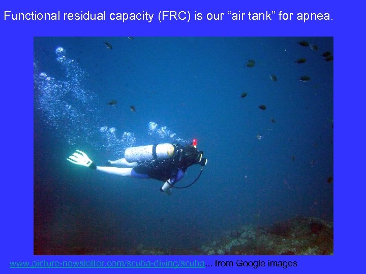 Functional residual capacity (FRC) is our “air tank” for apnea. www. picture-newsletter. com/scuba-diving/scuba. .