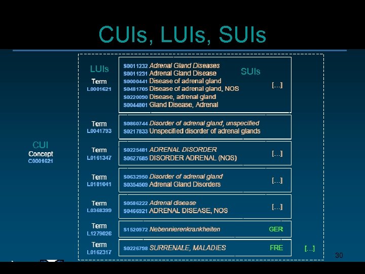 CUIs, LUIs, SUIs LUIs SUIs CUI 30 