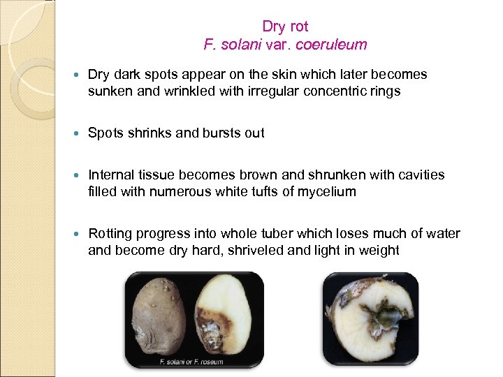 Dry rot F. solani var. coeruleum Dry dark spots appear on the skin which