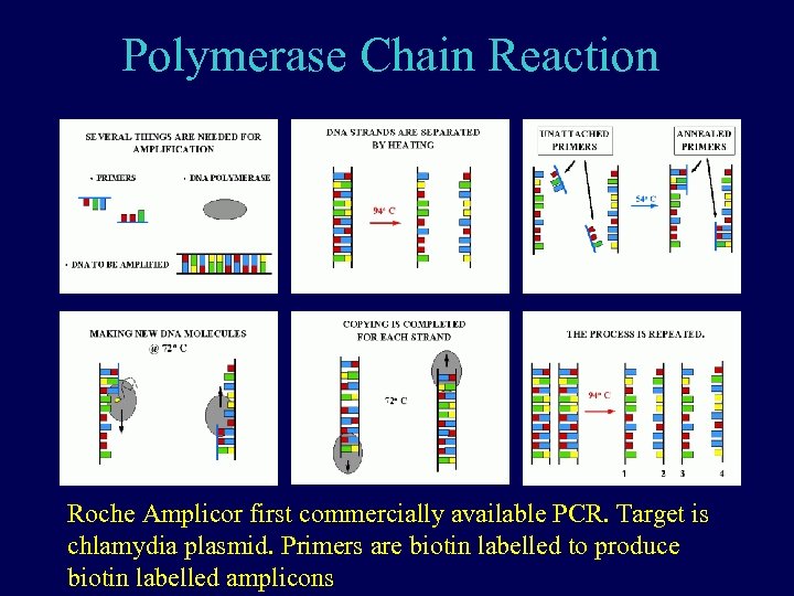 Polymerase Chain Reaction Roche Amplicor first commercially available PCR. Target is chlamydia plasmid. Primers