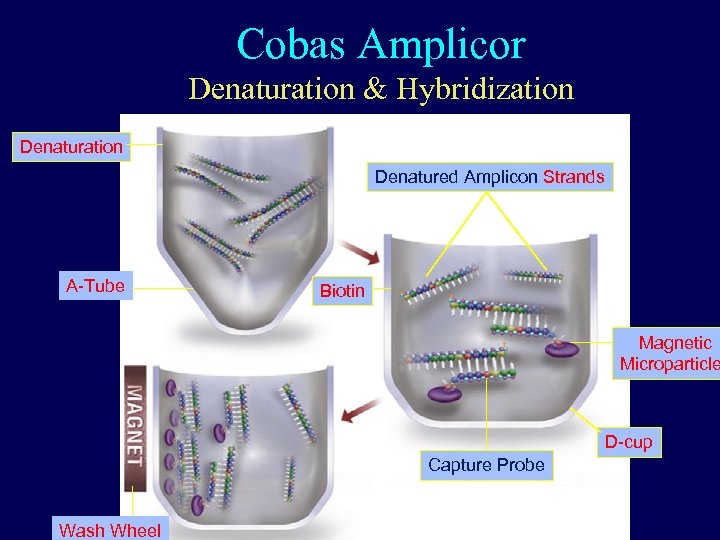 Cobas Amplicor Denaturation & Hybridization Denatured Amplicon Strands A-Tube Biotin Magnetic Microparticle D-cup Capture