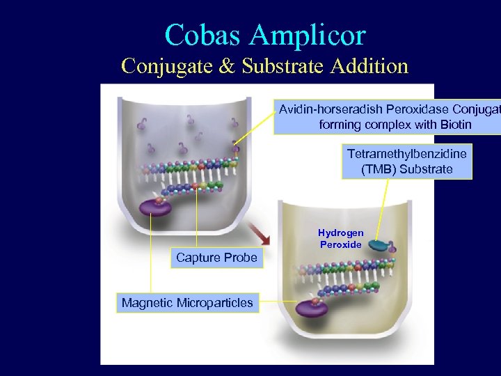 Cobas Amplicor Conjugate & Substrate Addition Avidin-horseradish Peroxidase Conjugat forming complex with Biotin Tetramethylbenzidine