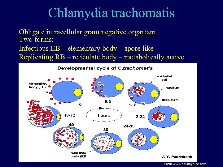 Chlamydia trachomatis Obligate intracellular gram negative organism Two for...