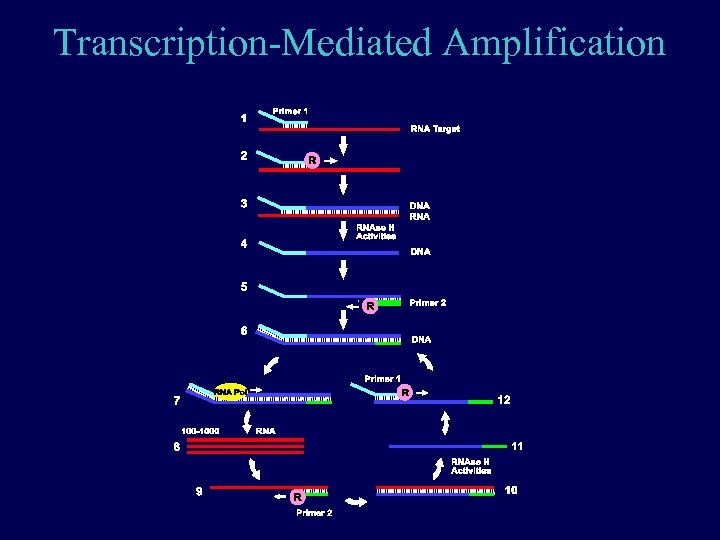 Transcription-Mediated Amplification 