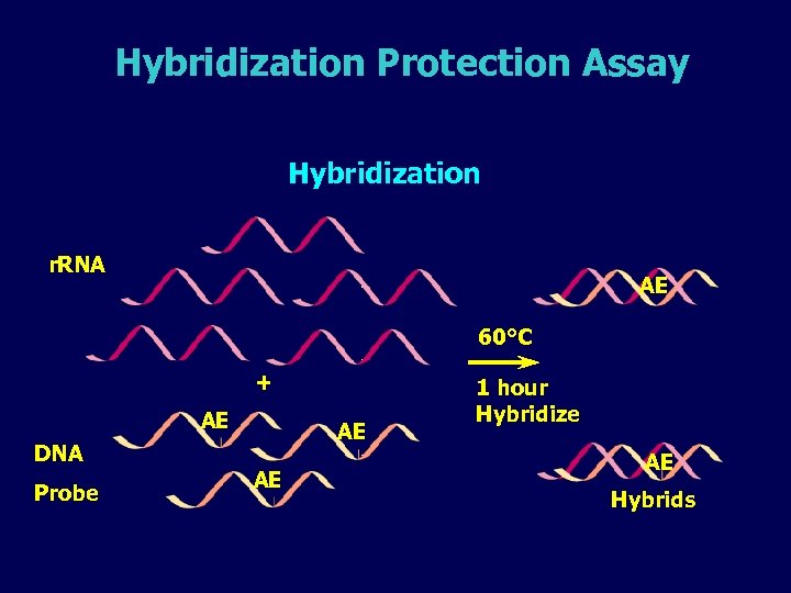 Hybridization Protection Assay Hybridization r. RNA AE 60°C + AE DNA Probe AE AE