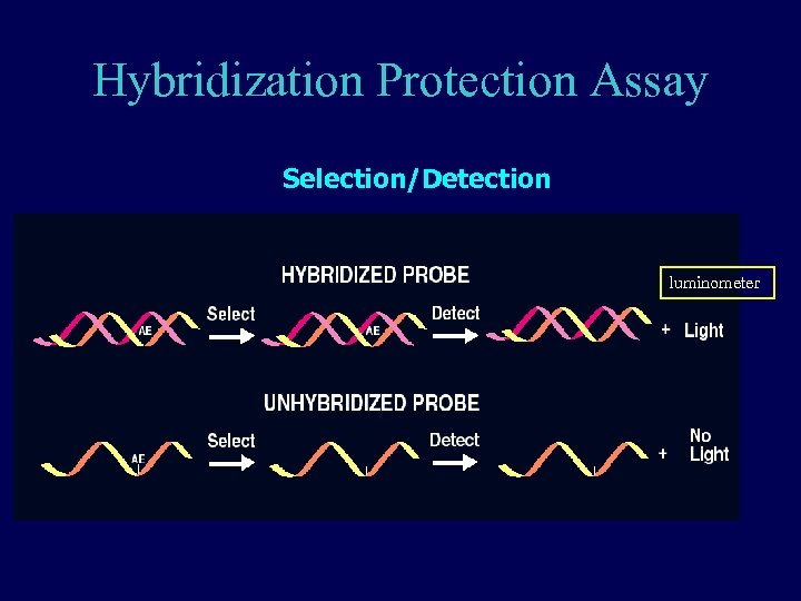 Hybridization Protection Assay Selection/Detection luminometer 