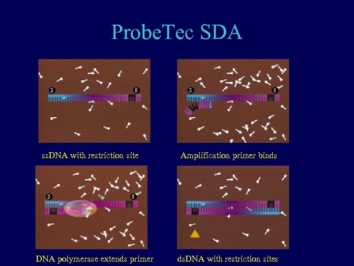 Probe. Tec SDA ss. DNA with restriction site DNA polymerase extends primer Amplification primer