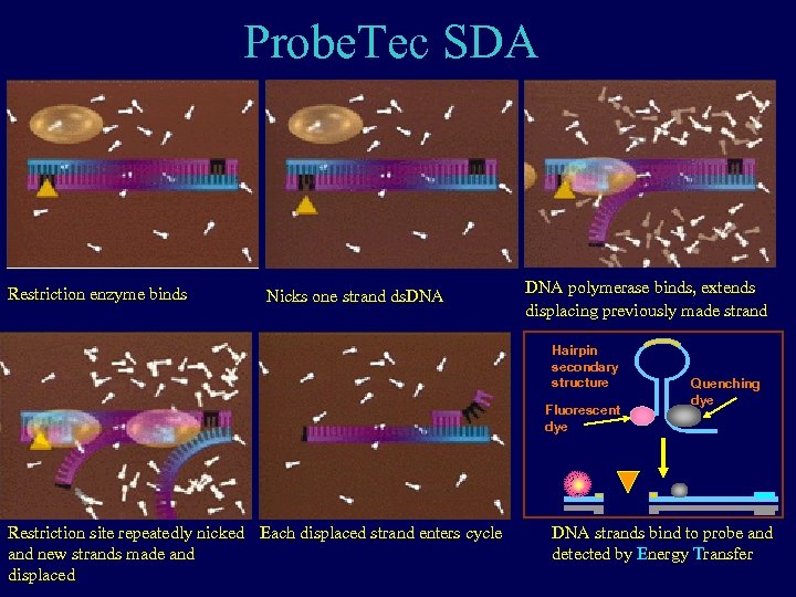 Probe. Tec SDA Restriction enzyme binds Nicks one strand ds. DNA polymerase binds, extends