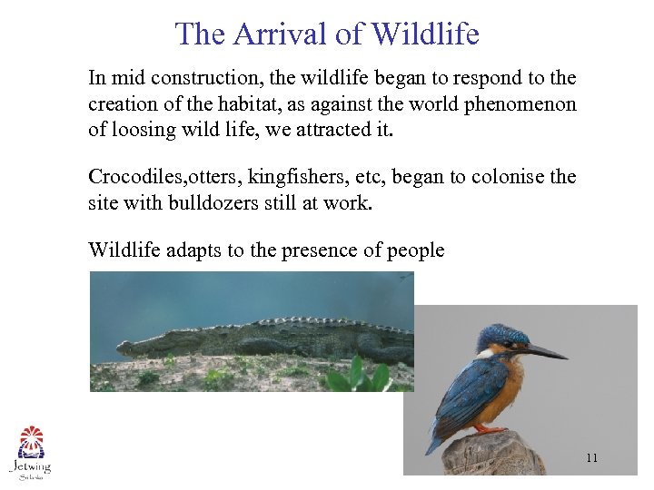 The Arrival of Wildlife In mid construction, the wildlife began to respond to the