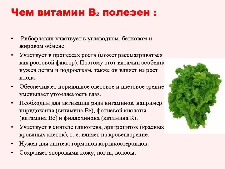Чем витамин В 2 полезен : • • Рибофлавин участвует в углеводном, белковом и