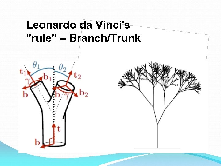 Leonardo da Vinci's "rule" – Branch/Trunk 