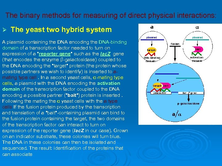 The binary methods for measuring of direct physical interactions: Ø The yeast two hybrid