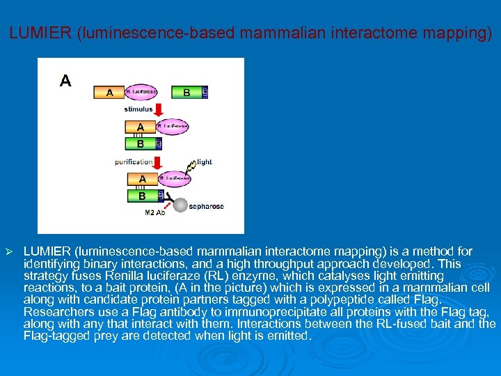 LUMIER (luminescence-based mammalian interactome mapping) Ø LUMIER (luminescence-based mammalian interactome mapping) is a method