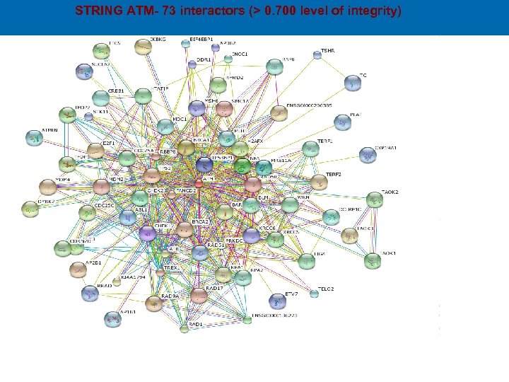 STRING ATM- 73 interactors (> 0. 700 level of integrity) 