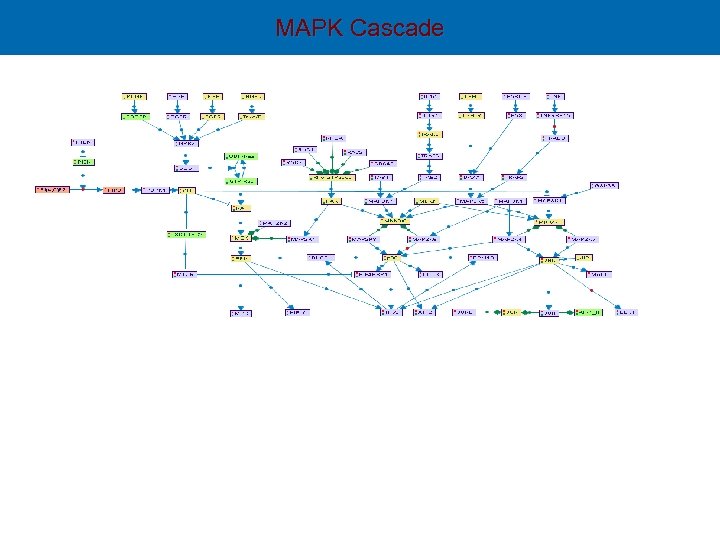 MAPK Cascade 