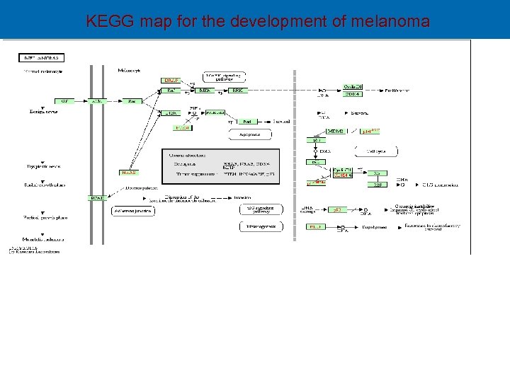 KEGG map for the development of melanoma 