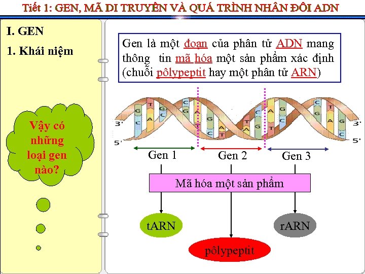 I. GEN 1. Khái niệm Vậy có những loại gen nào? Gen là một