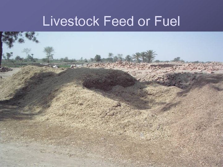 Livestock Feed or Fuel 