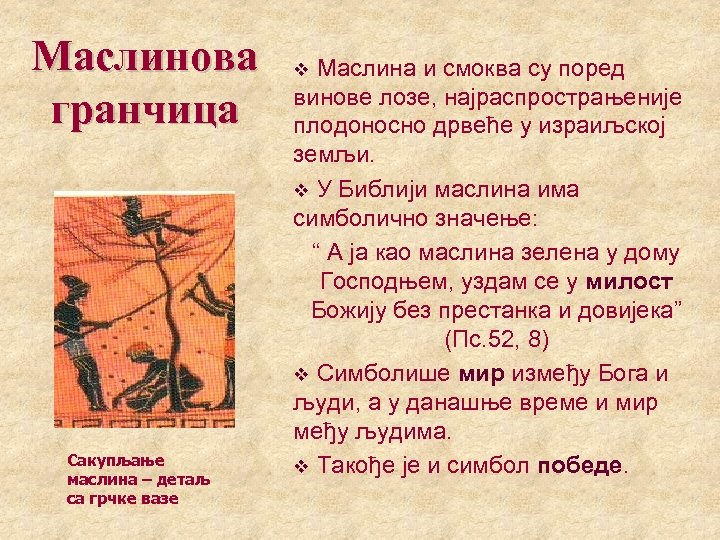 Маслинова гранчица Сакупљање маслина – детаљ са грчке вазе Маслина и смоква су поред