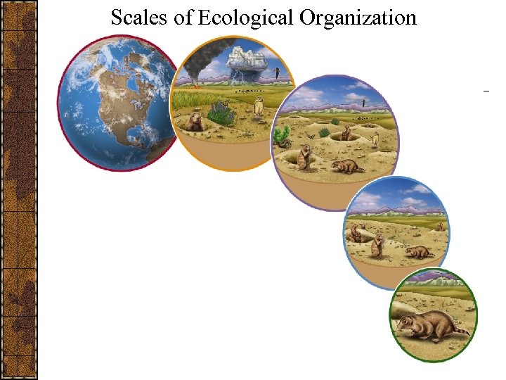Scales of Ecological Organization 