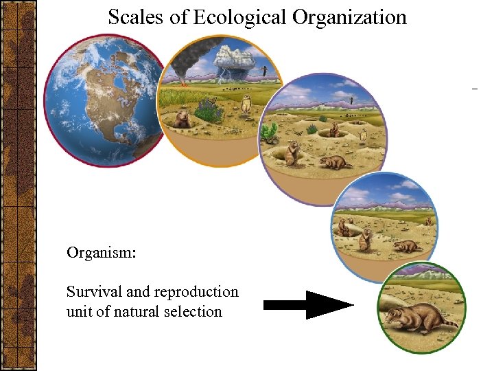 Scales of Ecological Organization Organism: Survival and reproduction unit of natural selection 