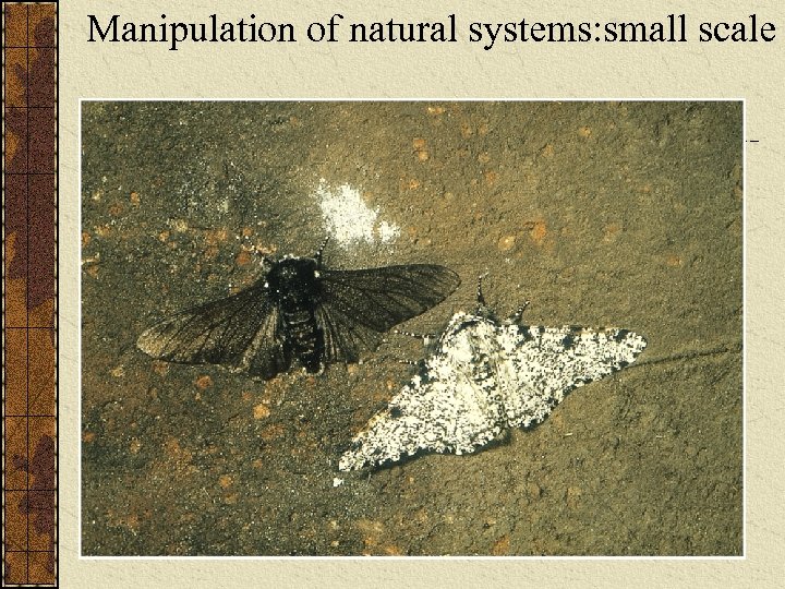 Manipulation of natural systems: small scale 